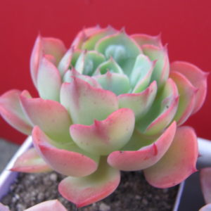 Echeveria Raindrops