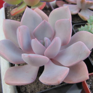 Echeveria Debbie