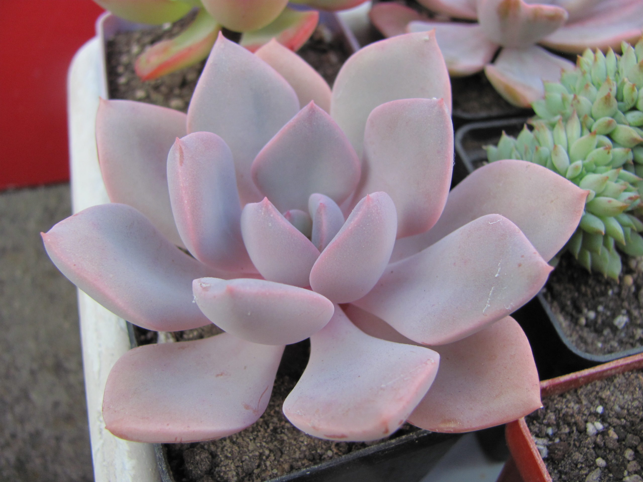 Echeveria Debbie