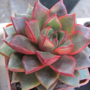 Echeveria purpusorum Red