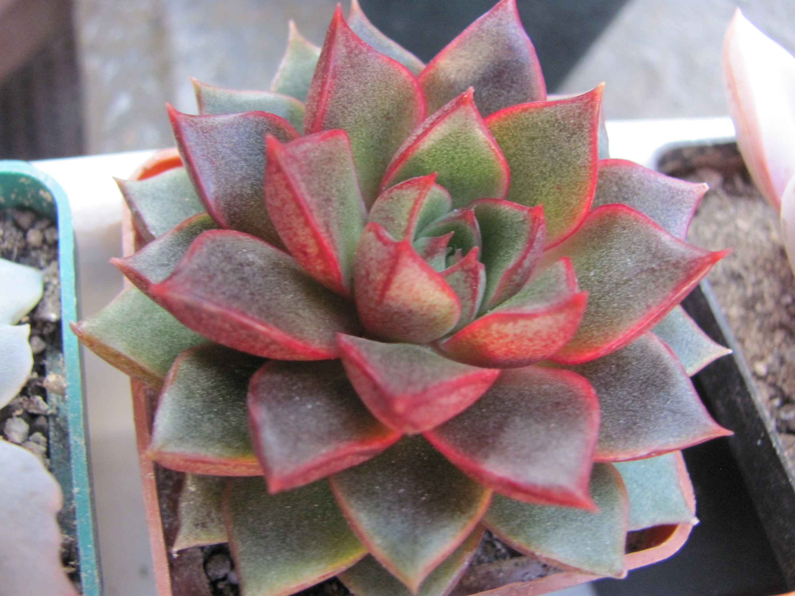 Echeveria purpusorum Red