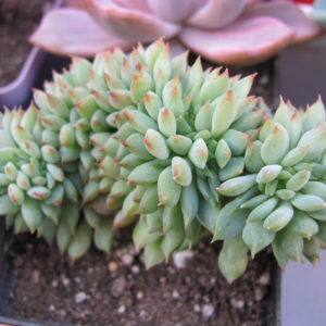 Echeveria Ramillete cristata