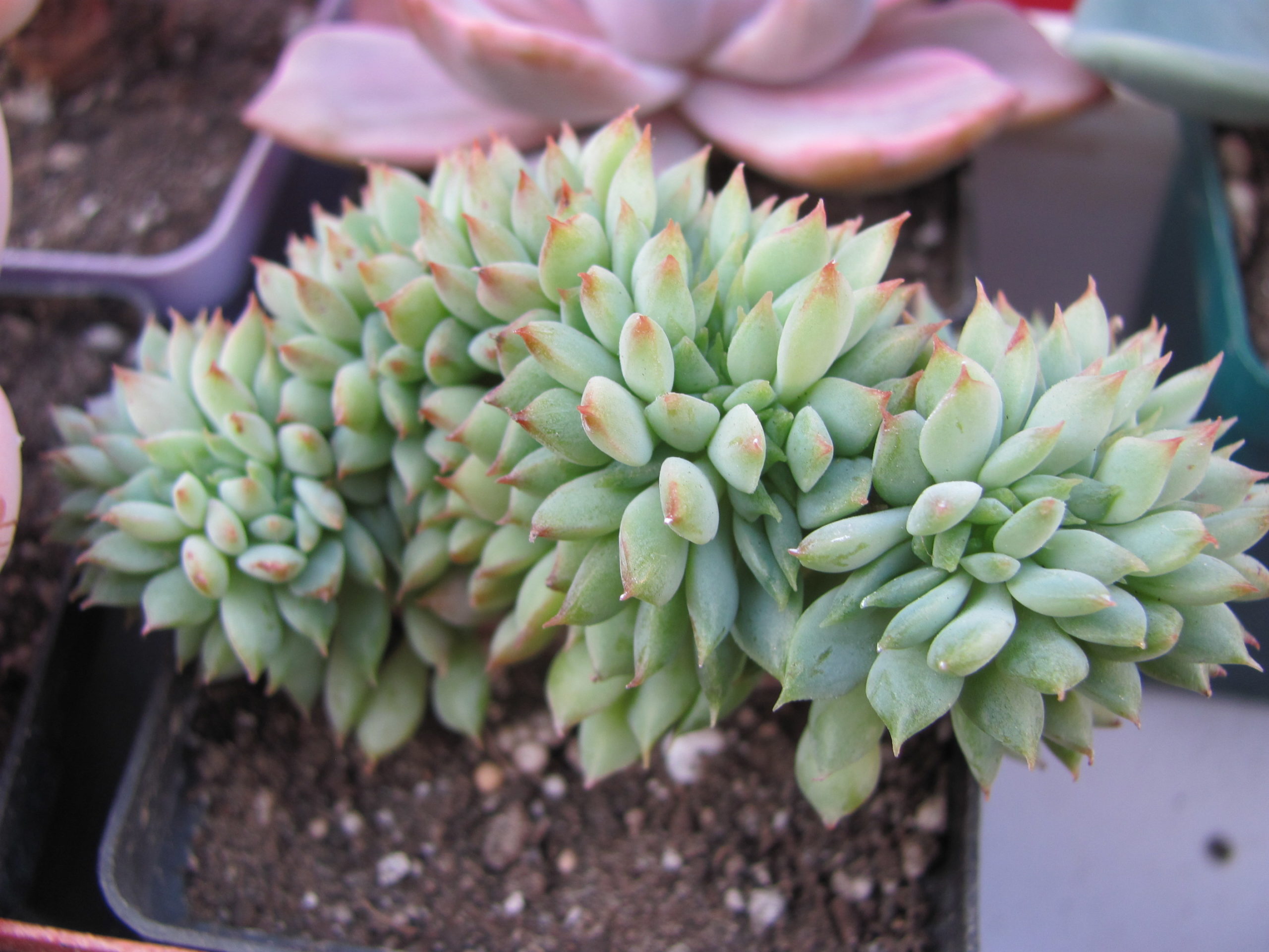 Echeveria Ramillete cristata