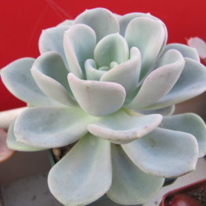 Echeveria Orpet
