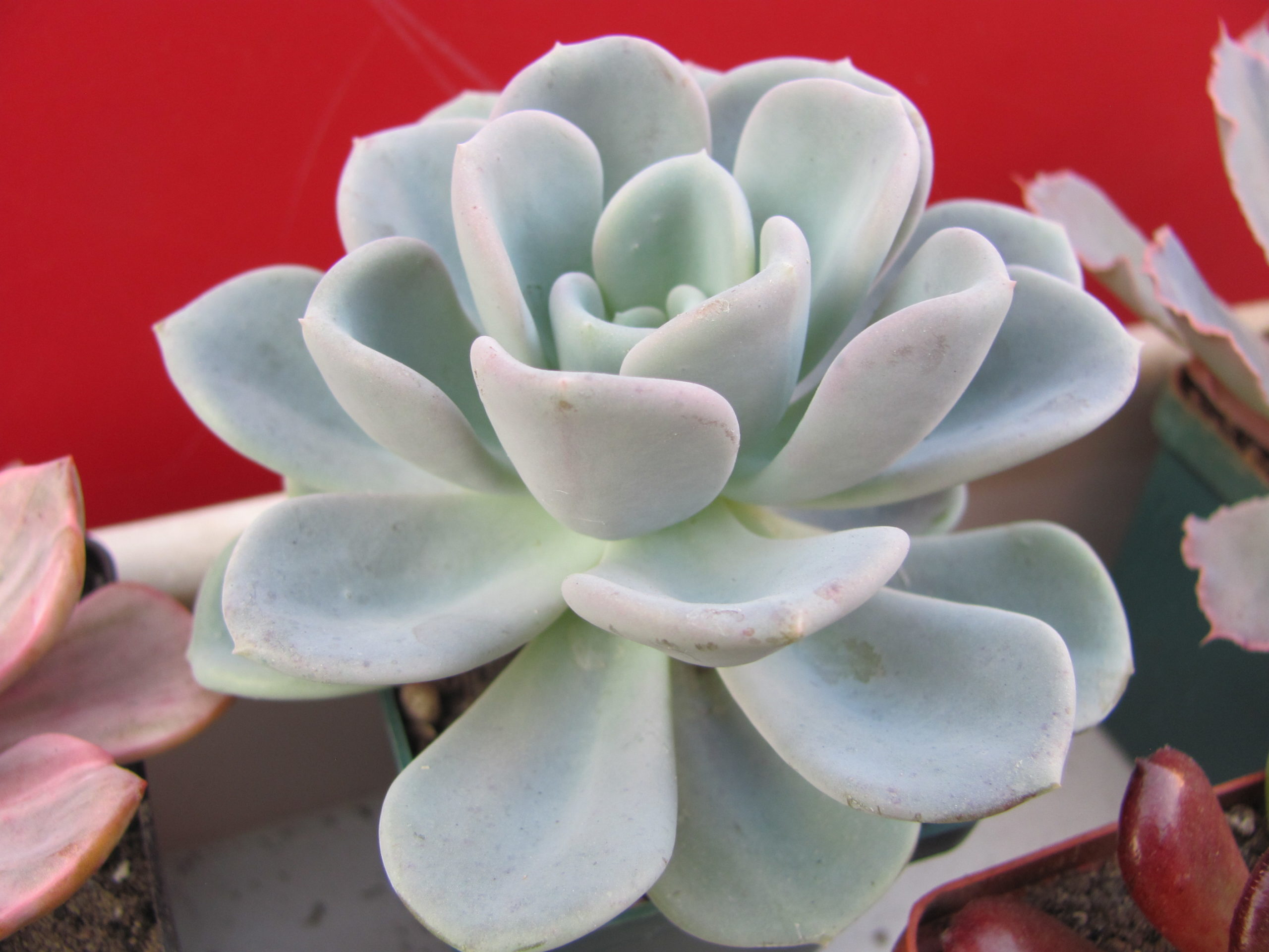 Echeveria Orpet