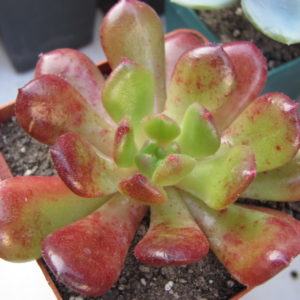 Echeveria Fantasia Carol