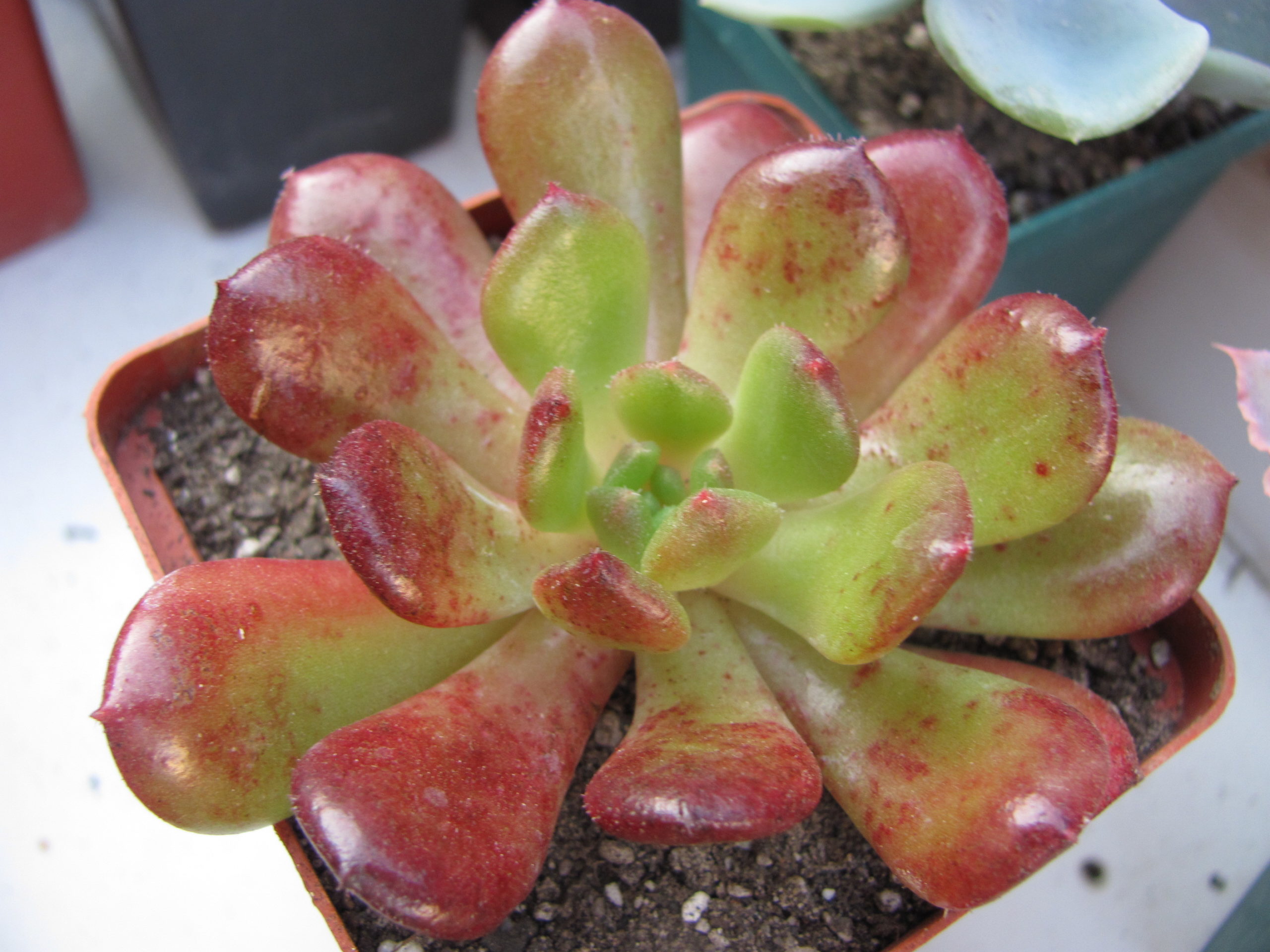 Echeveria Fantasia Carol