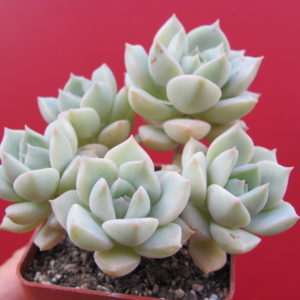 Echeveria Titubans