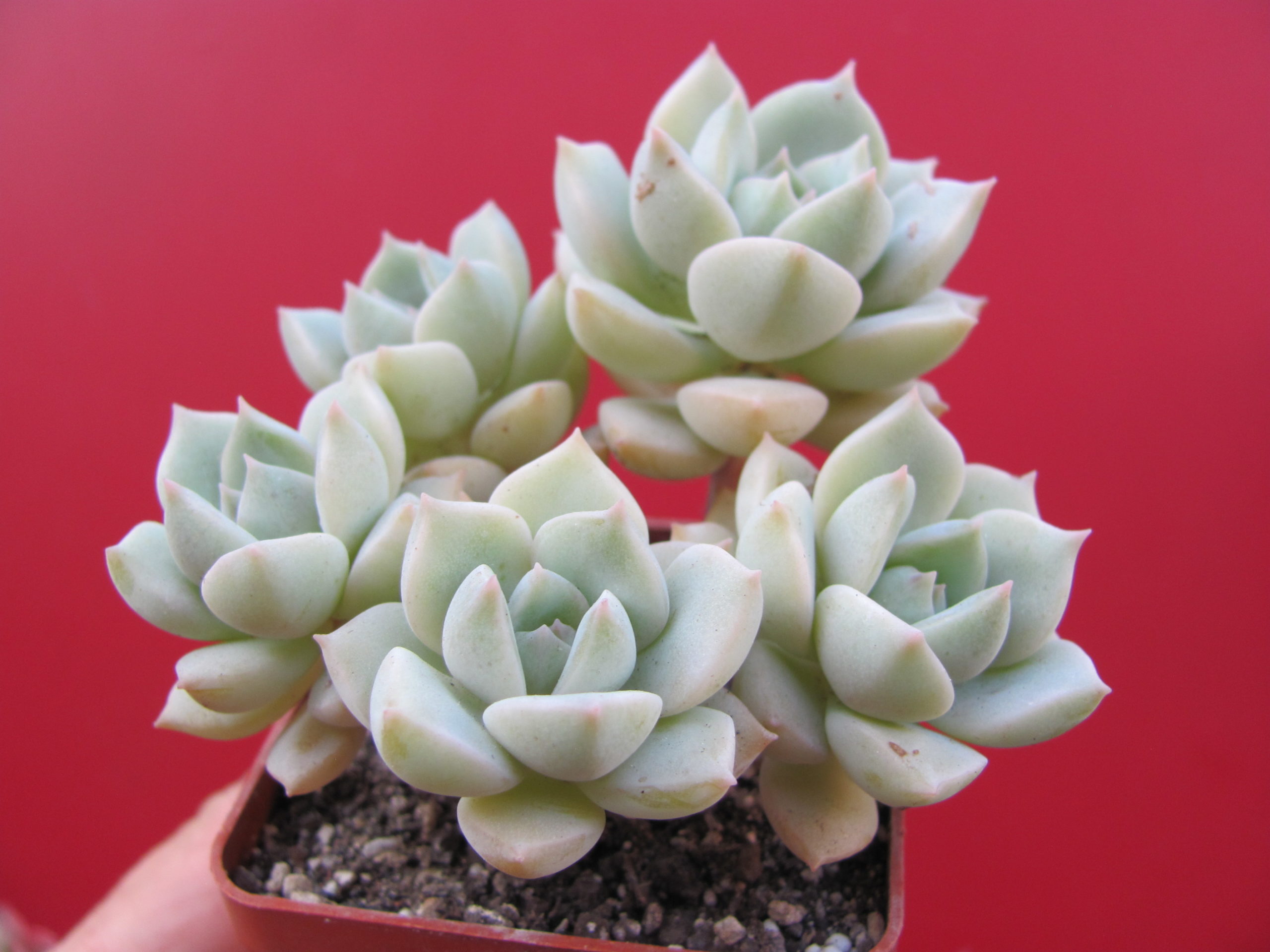 Echeveria Titubans