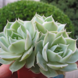 Echeveria Laguna Sanchez hybr.