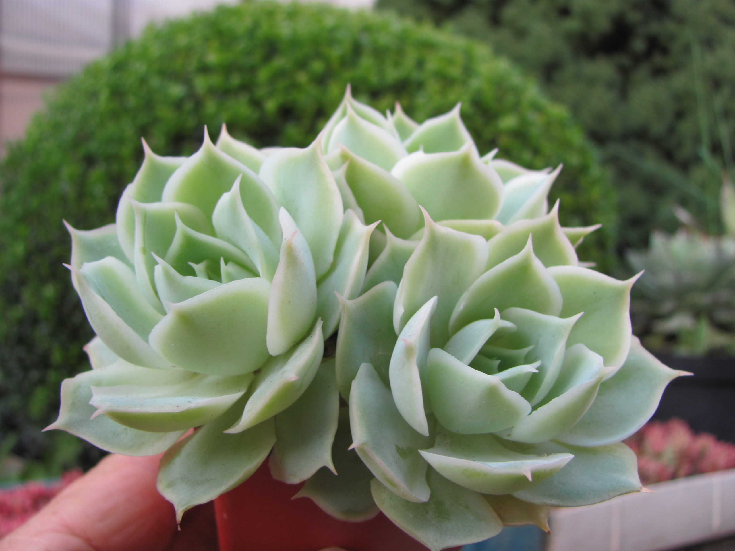 Echeveria Laguna Sanchez hybr.