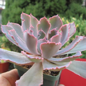 Echeveria Neon Breakers