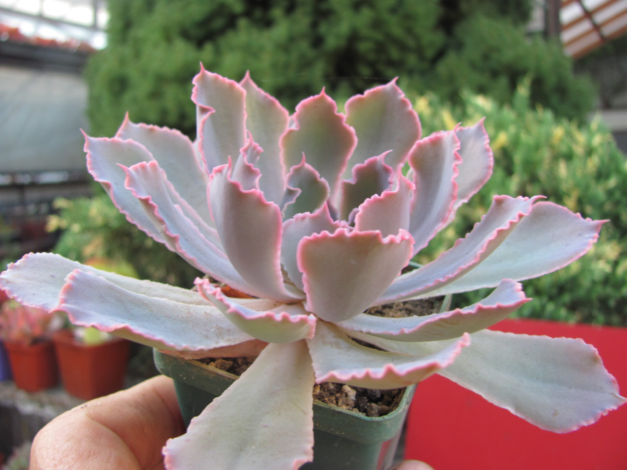 Echeveria Neon Breakers