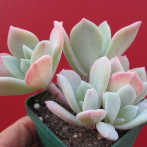 Echeveria pulvinata hybr.