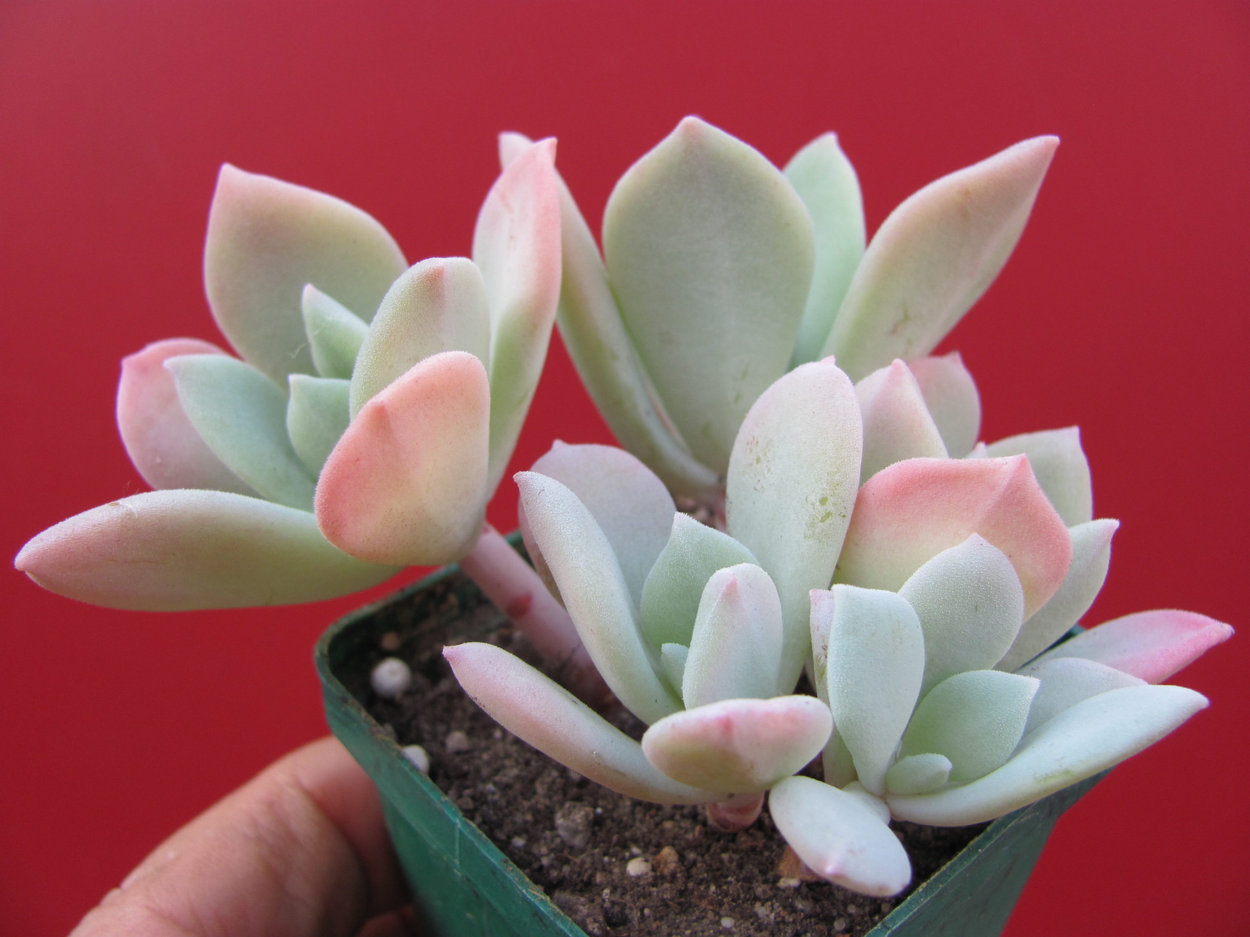 Echeveria pulvinata hybr.