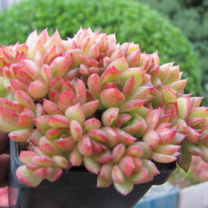 Echeveria Gilva cristata