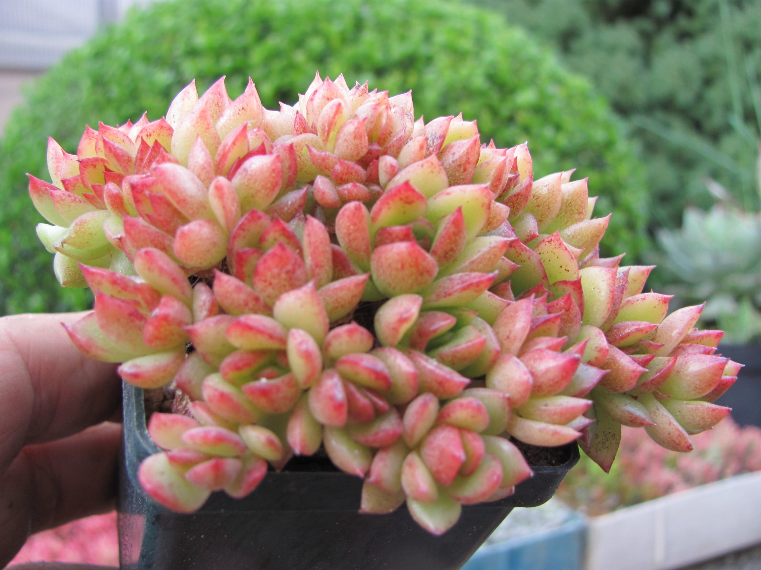 Echeveria Gilva cristata