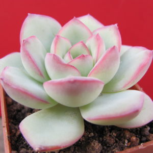 Echeveria Hercules