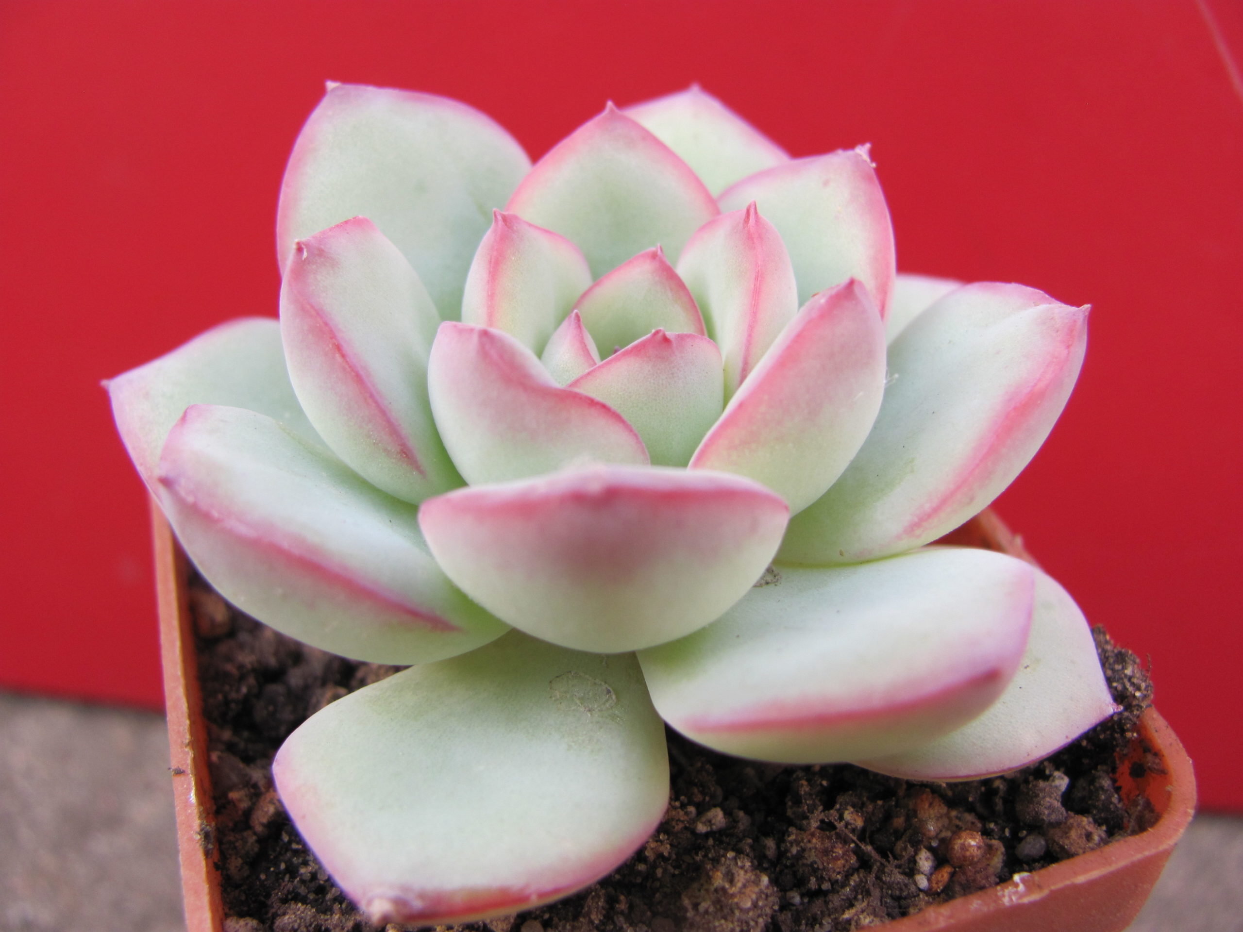 Echeveria Hercules