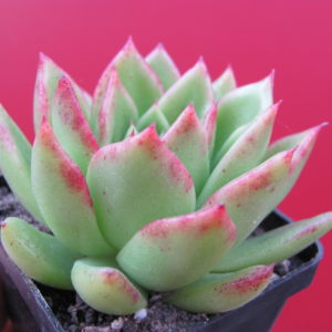 Echeveria Gilva