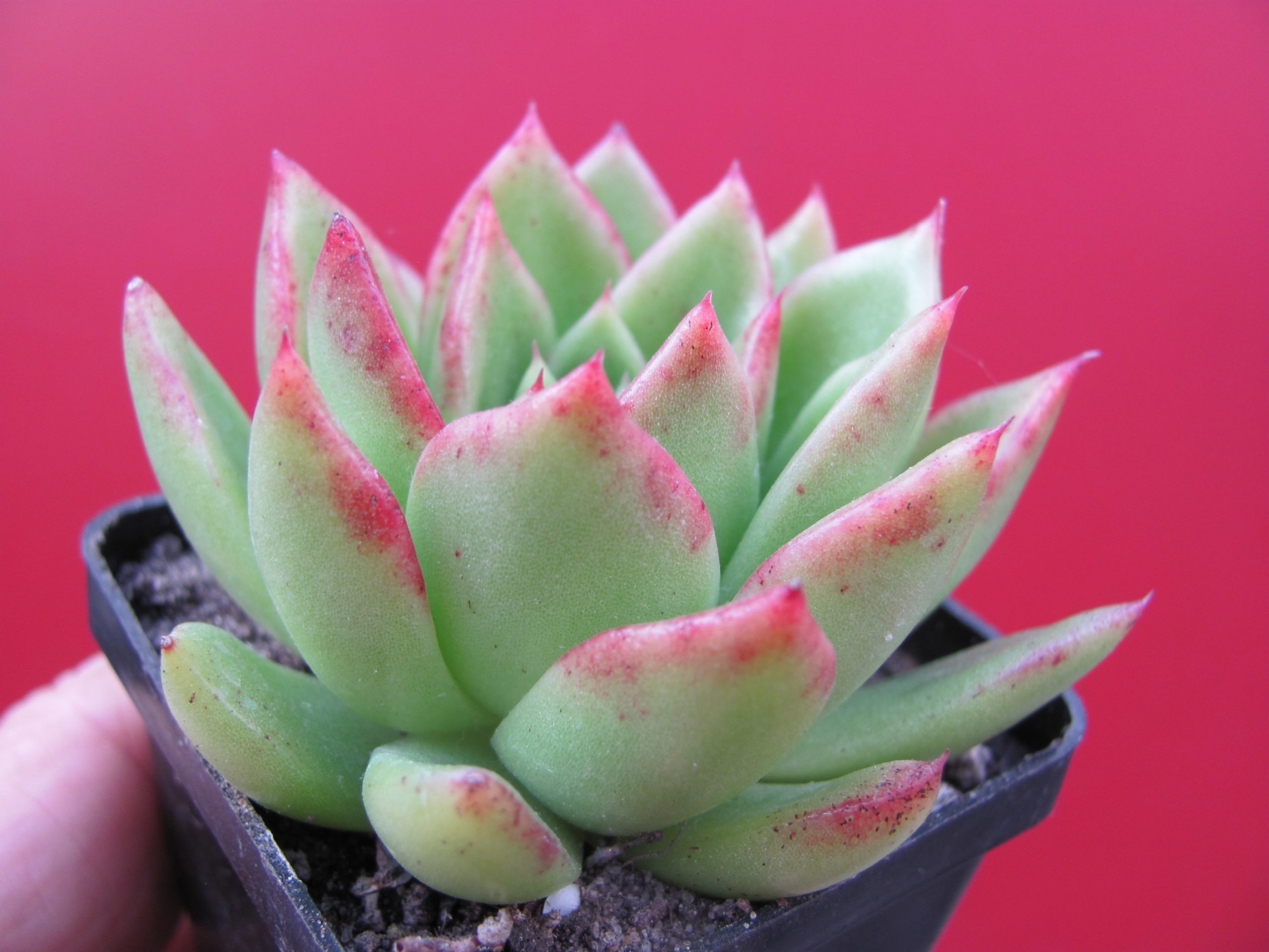 Echeveria Gilva