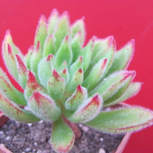 Echeveria Set Oliver