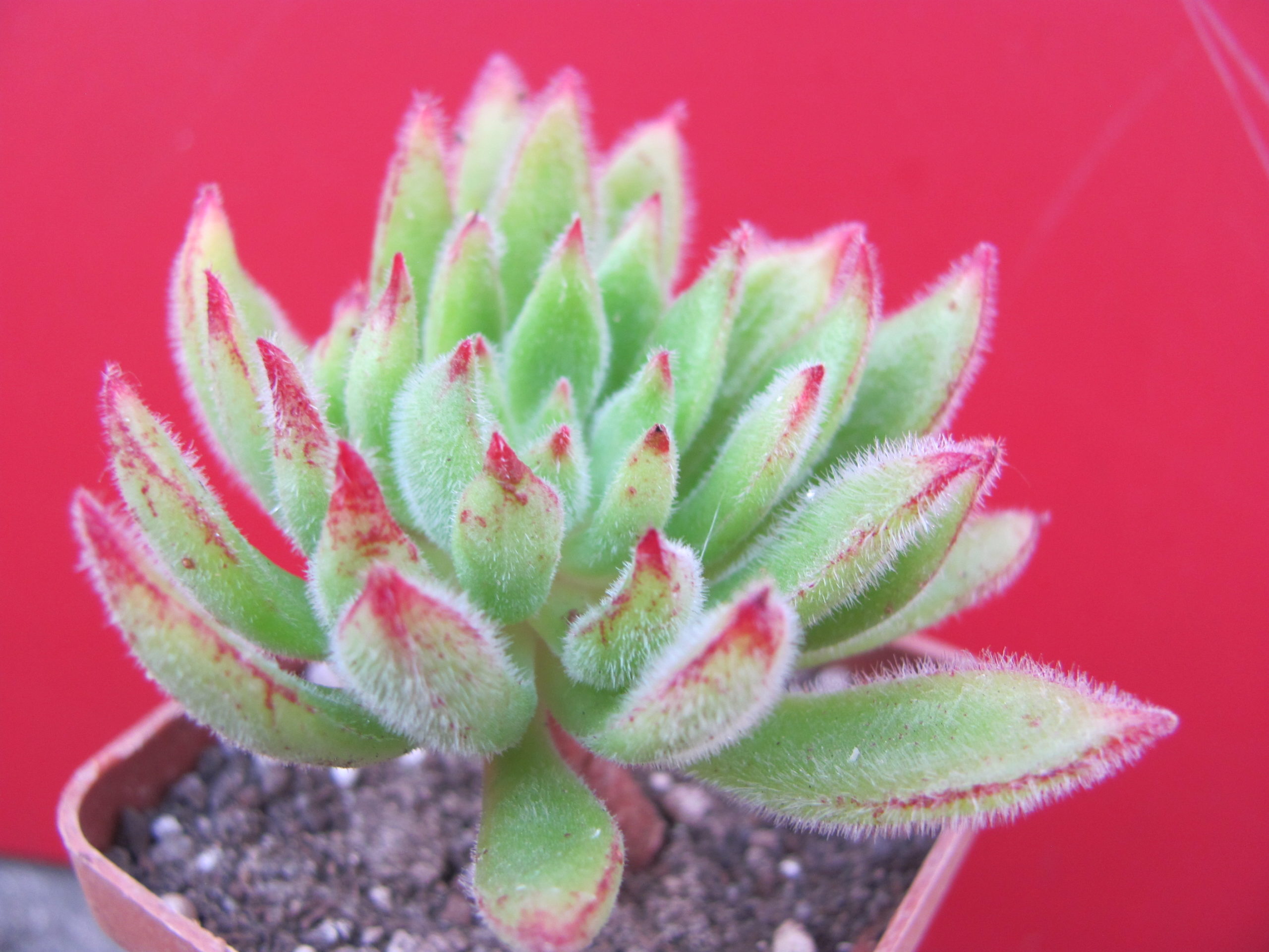 Echeveria Set Oliver
