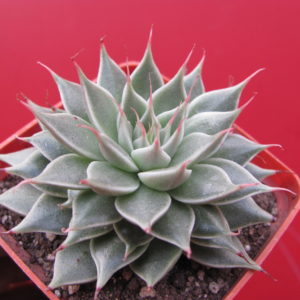 Graptopetalum *Silver Star*