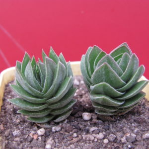 Crassula Buddhas Temple      2 разом