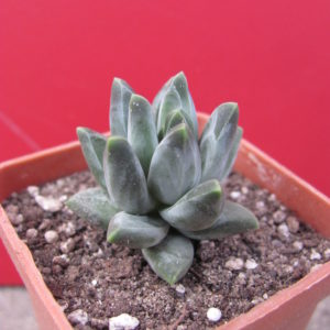 Pachyphytum   compactum  *Purple Diamond*