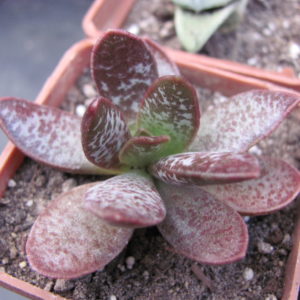 Adromischus triginus