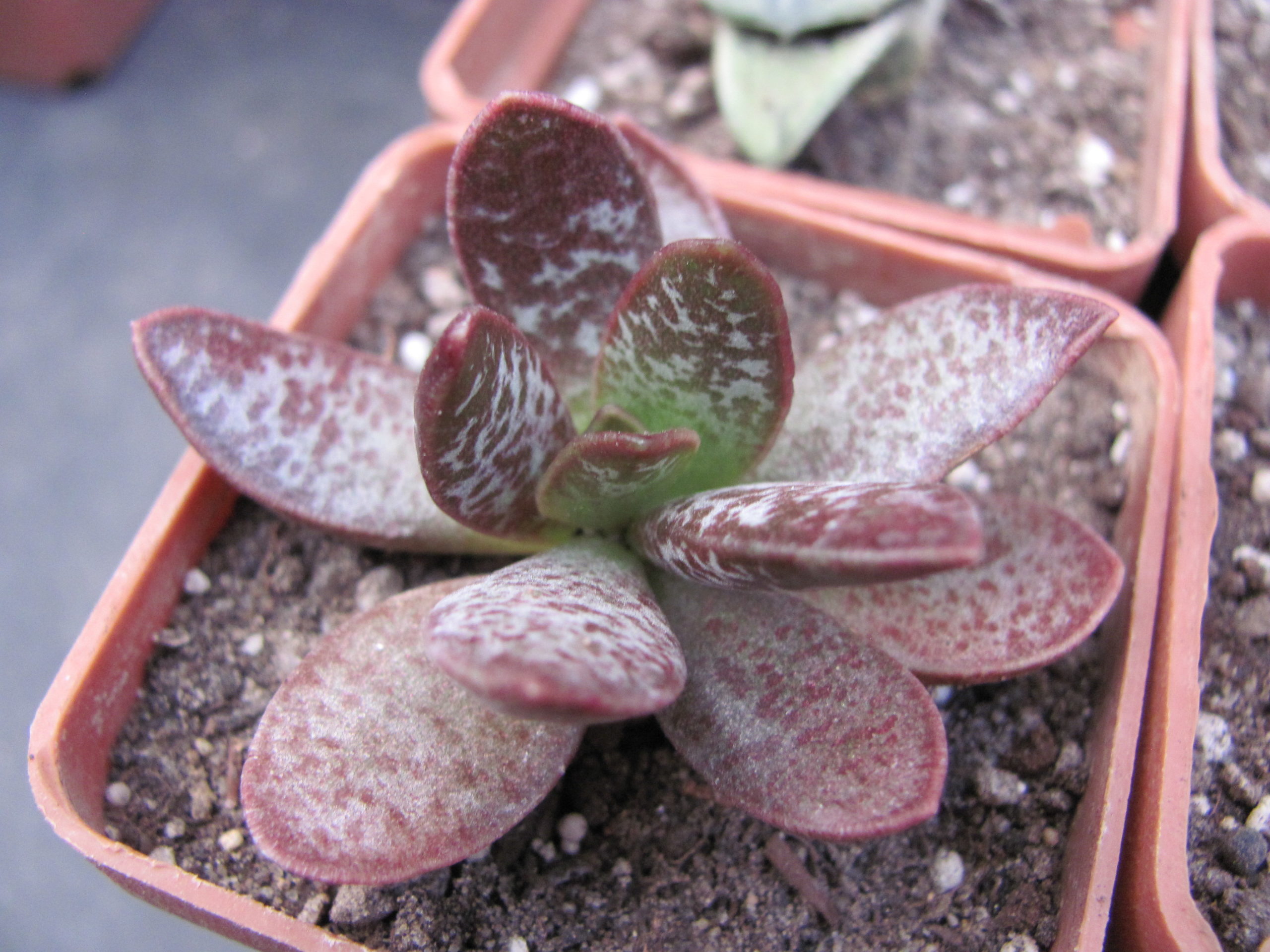 Adromischus triginus