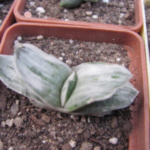Gasteria Sat Sato no Matsu