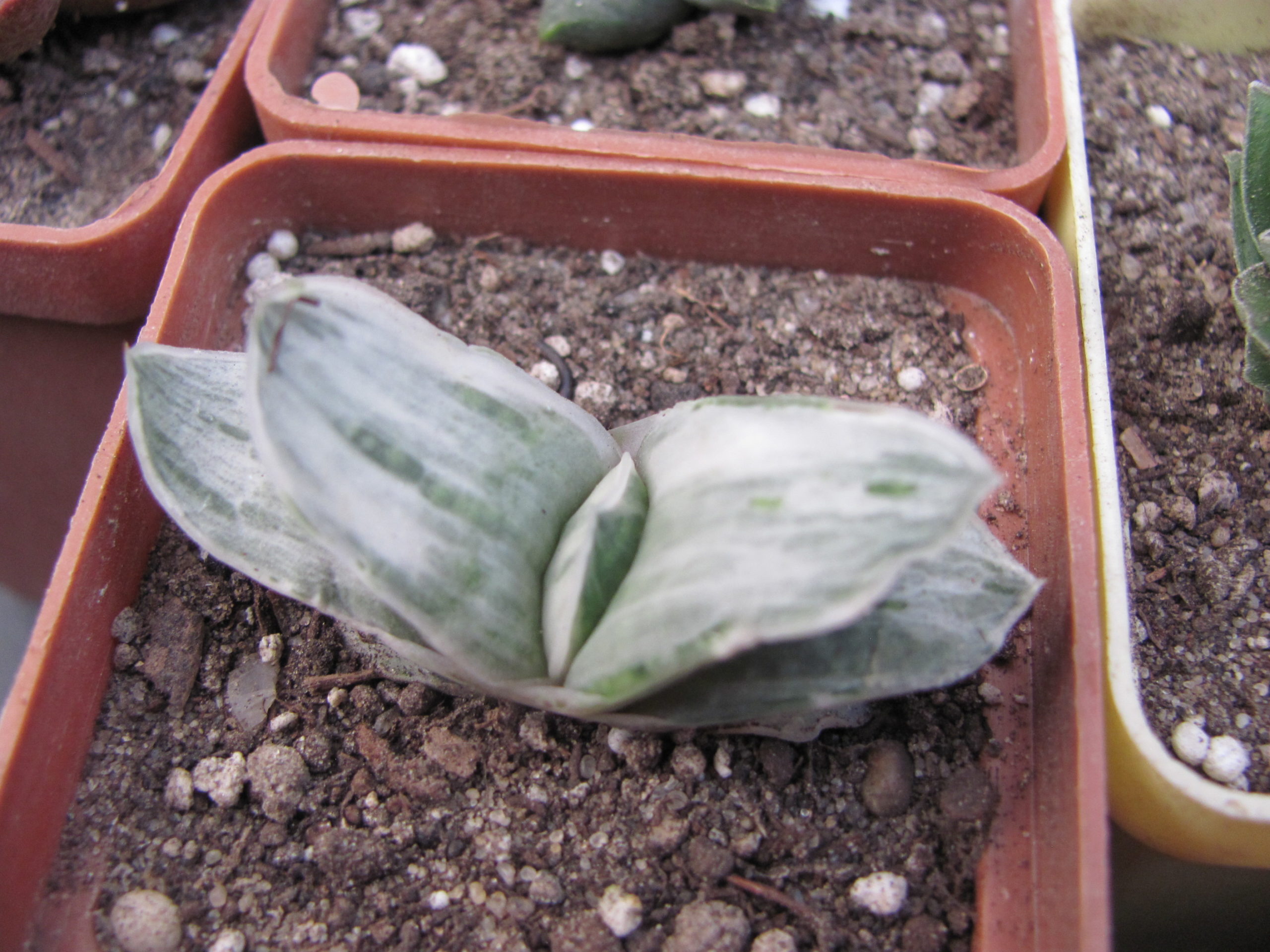 Gasteria Sat Sato no Matsu