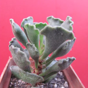 Adromischus  cristatus