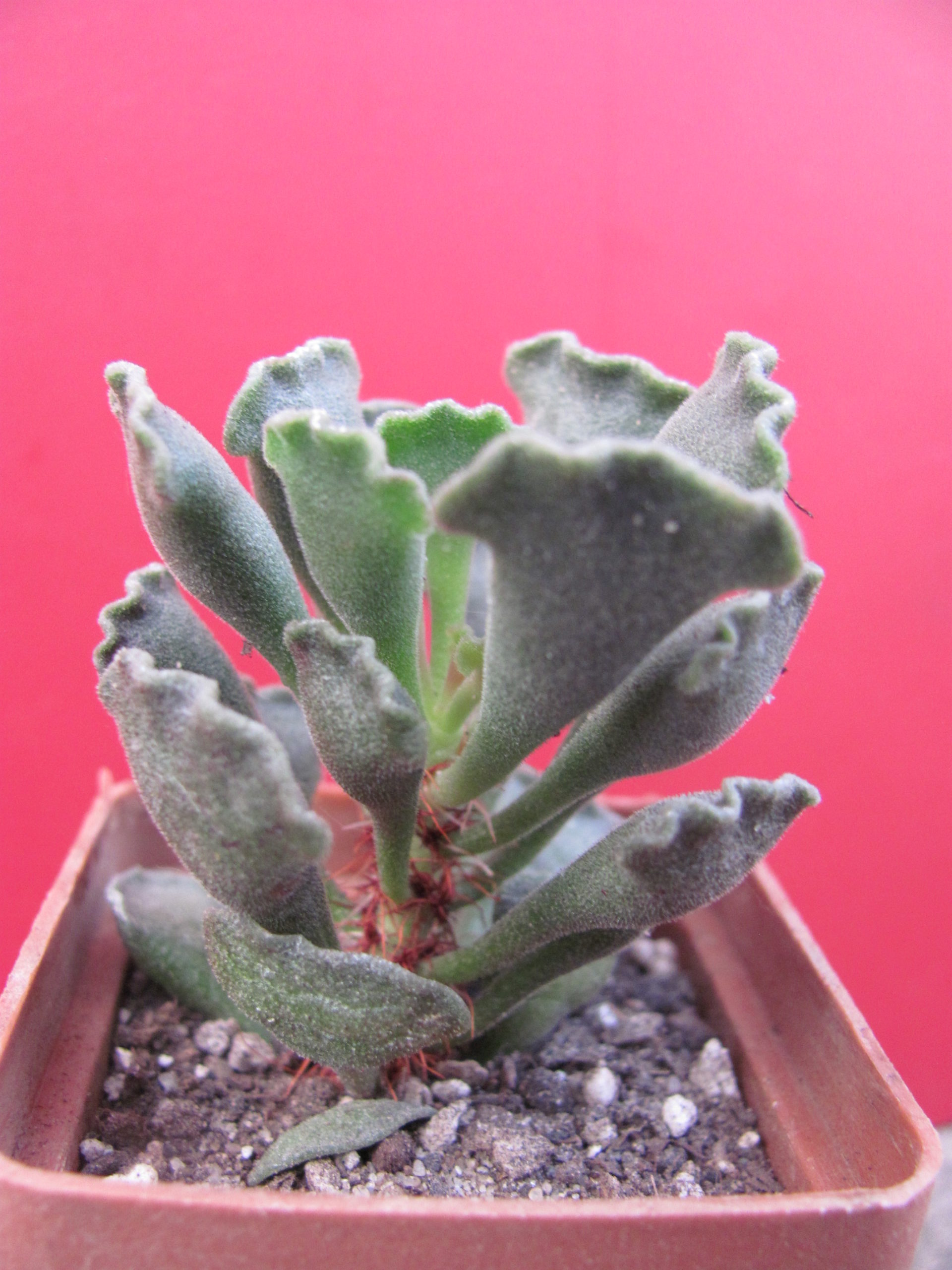 Adromischus  cristatus