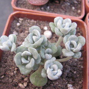 Sedum spathulifolium *Cape Blanco*