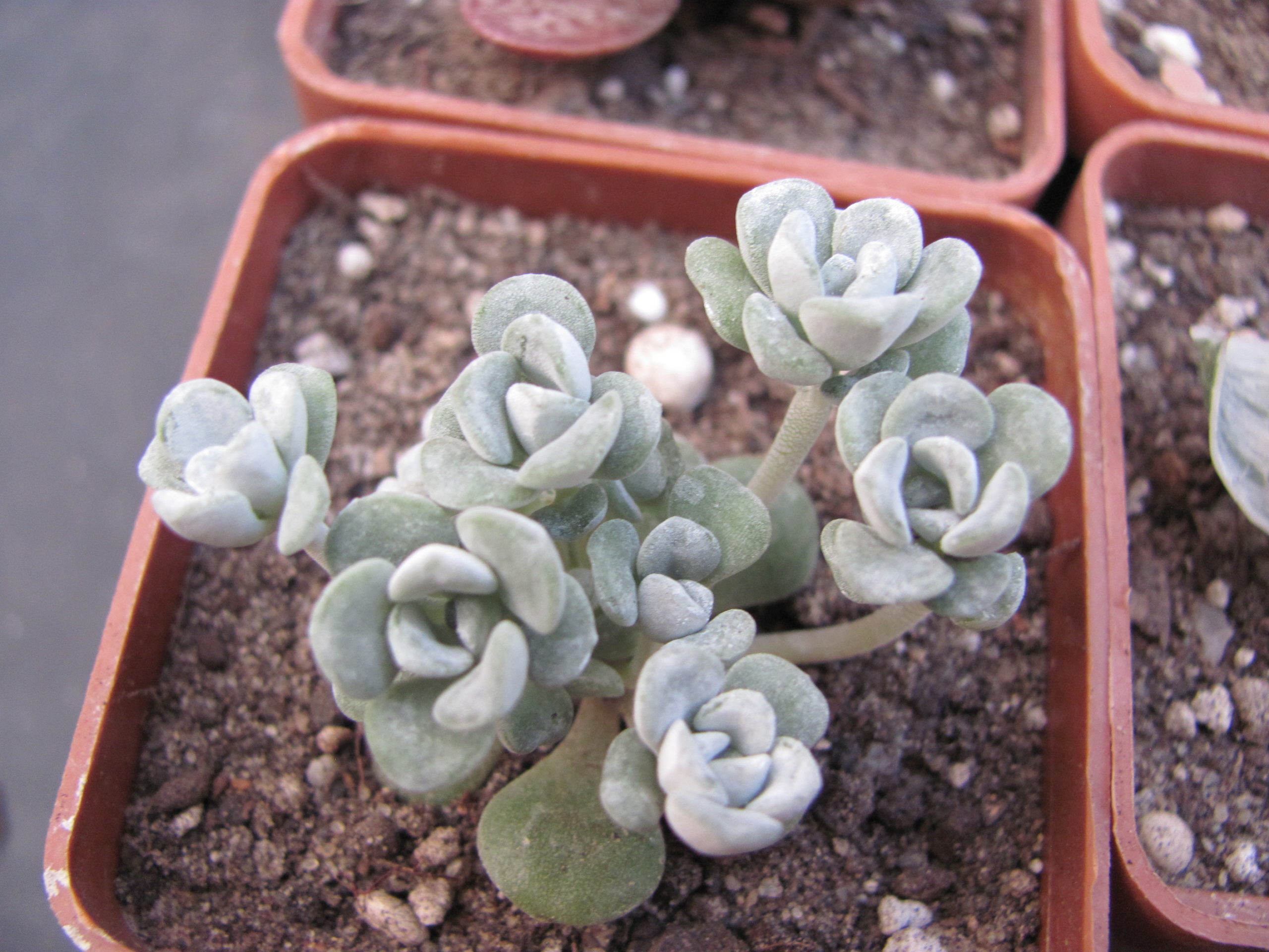 Sedum spathulifolium *Cape Blanco*