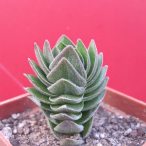 Crassula Buddhas Temple