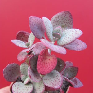 Crassula cordata