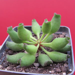 Adromischus cristatus Kleinpoort
