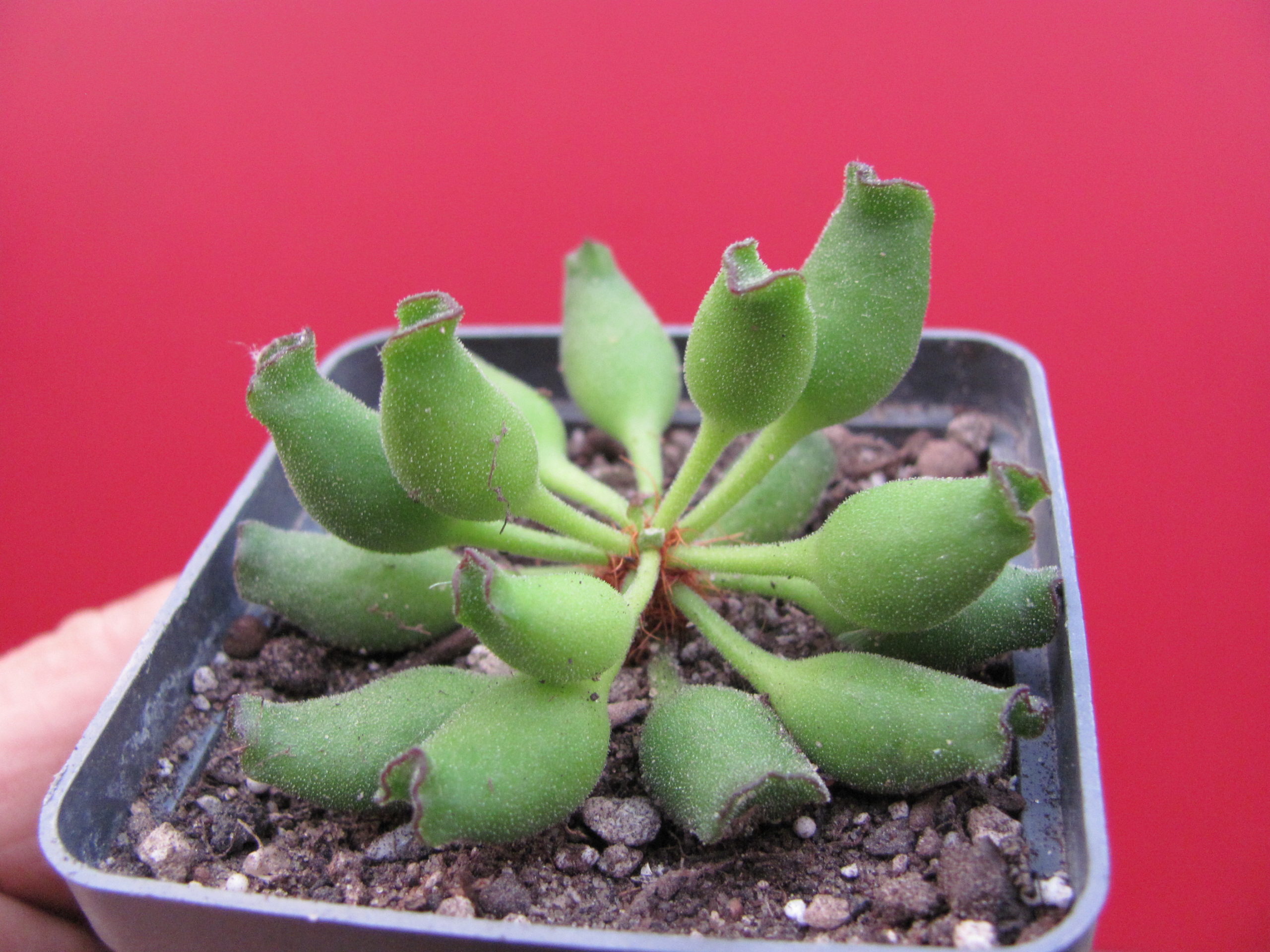 Adromischus cristatus Kleinpoort