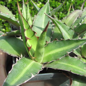 Agava lophantha splendida