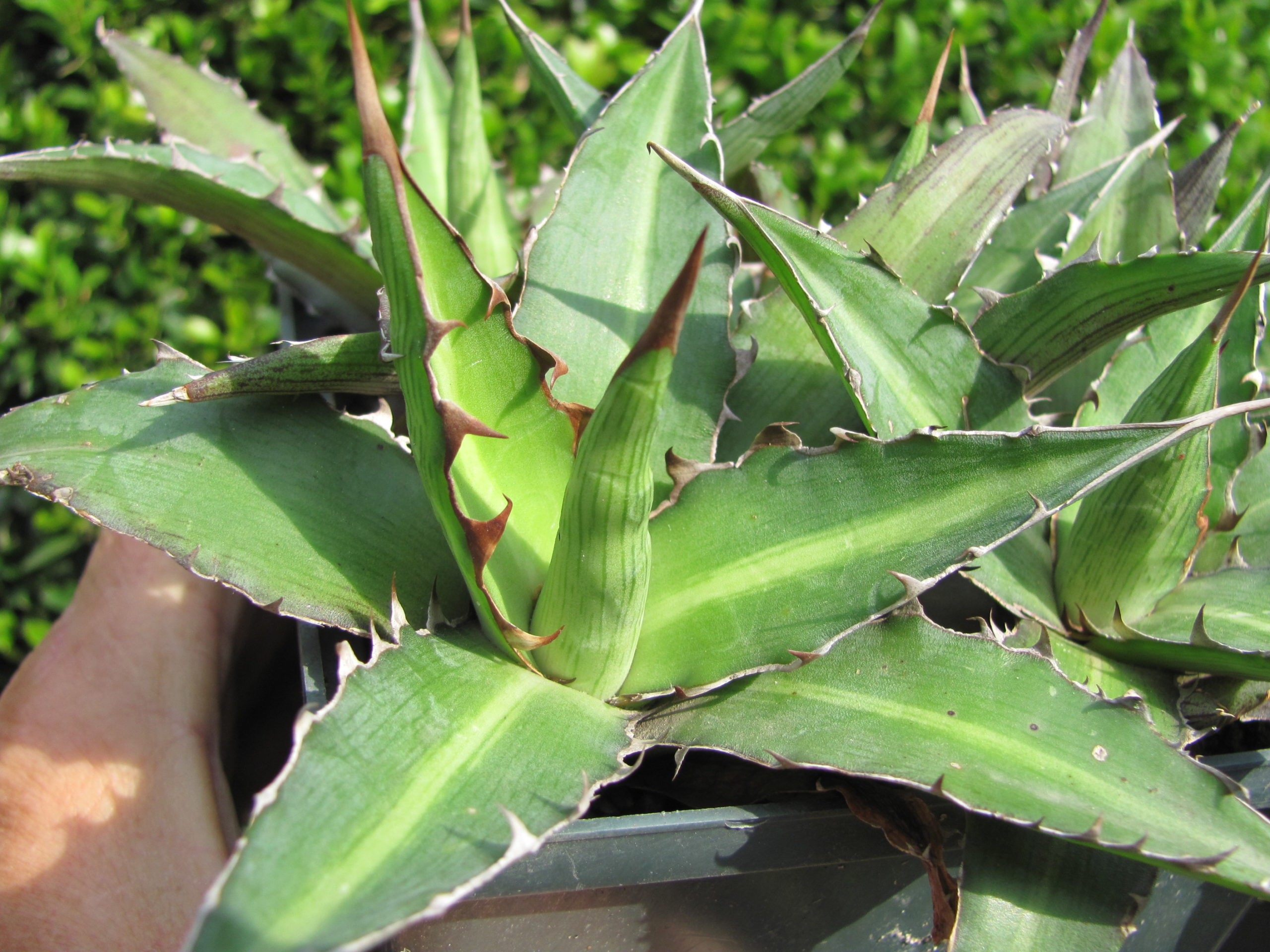 Agava lophantha splendida