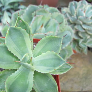Agava potatorum  * MARGINATA* variegata    ( yellow variegata )