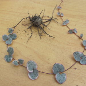 Ceropegia woodii variegata