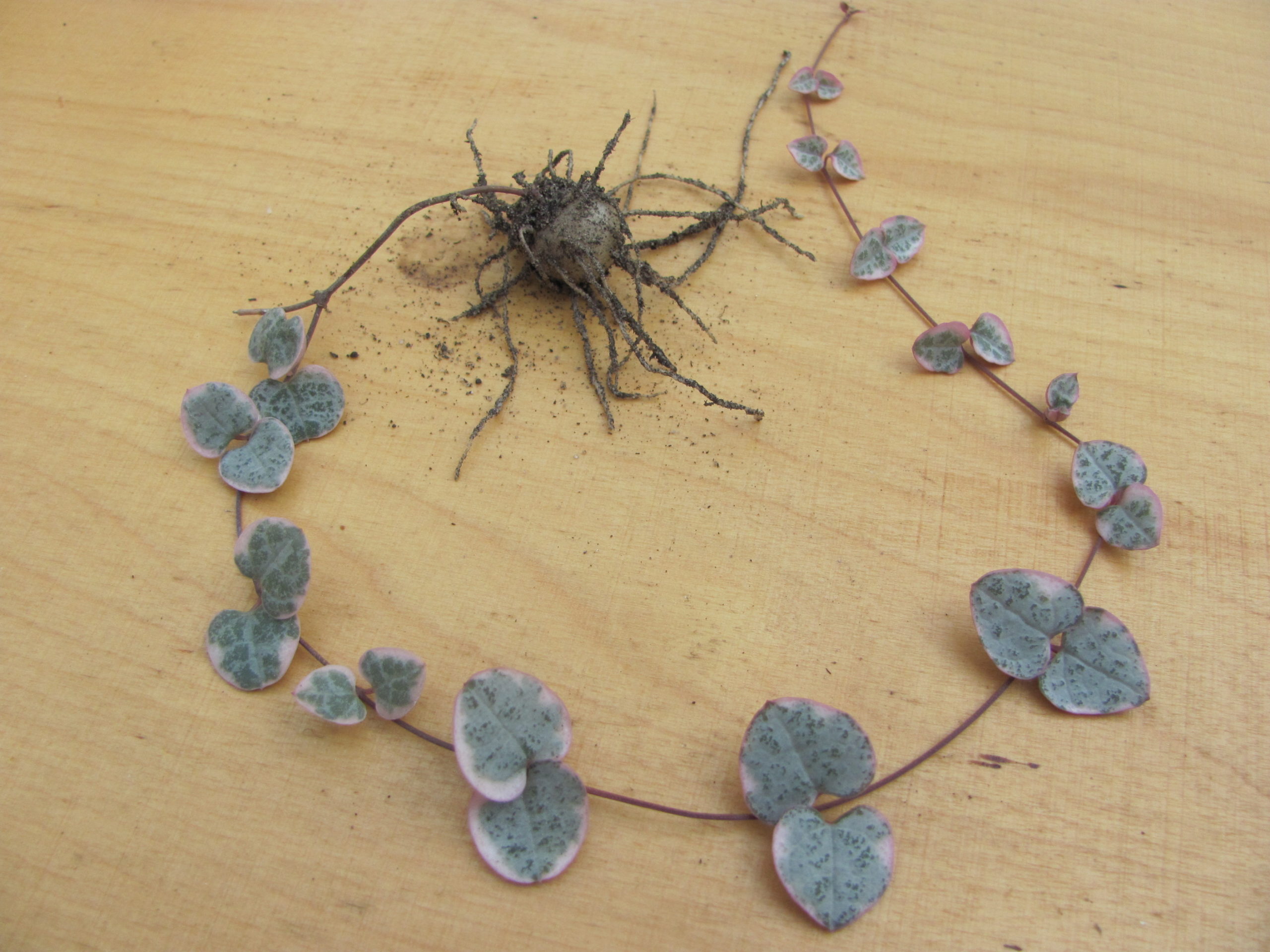 Ceropegia woodii variegata