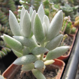 Senecio haworthioides