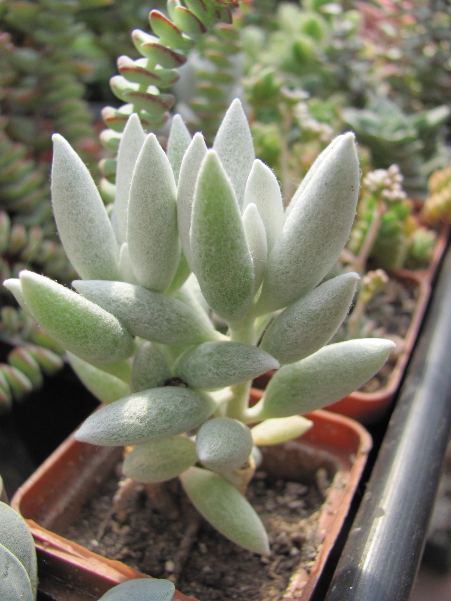 Senecio haworthioides