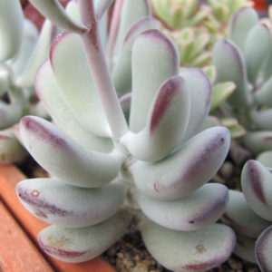 Cotyledon  orbiculata  Oophylla